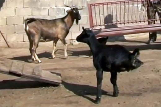 young-goat